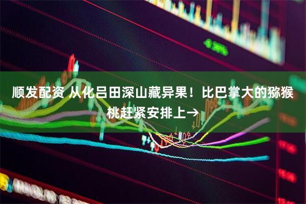 顺发配资 从化吕田深山藏异果！比巴掌大的猕猴桃赶紧安排上→